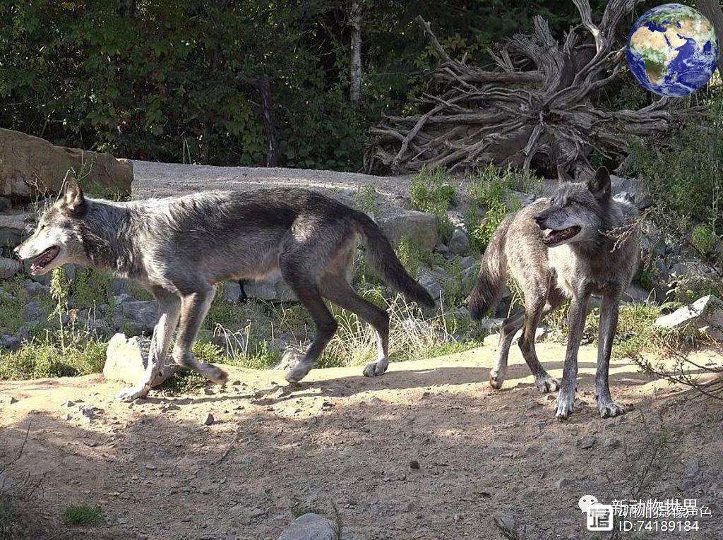 关于明尼苏达森林狼内部会议纪要流出：清晨外线爆发，NBA总决赛使命明确，心理建设被强调的信息